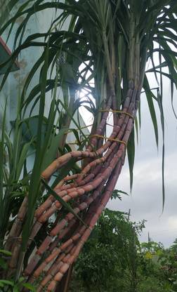 GLOBAL GREEN Sugarcane