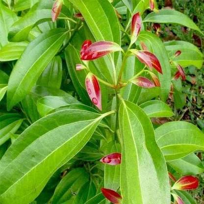 AMIT STORE Bay Leaf Plant