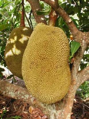 EarthAngel Jack Fruit Plant