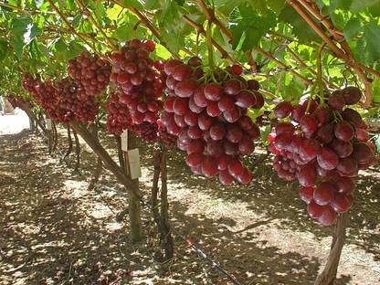 YourPlant Grape Plant