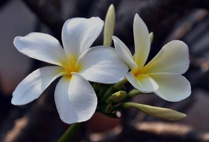 Green view Plumeria Plant