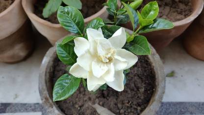 Platone Jasmine Plant