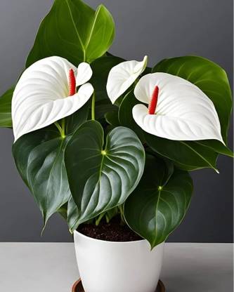 Flamingo lily Anthurium Plant