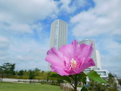 Cloud Farm Hibiscus Gudhal Flower Plant