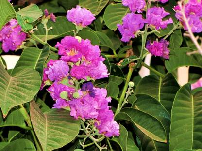 EasySeeds Common Crape Myrtle. Sawani, Jarul,Furush,Lagerstroemia indica, Flowering Tree Seed