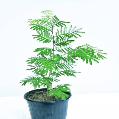 MagicQueen Shami/Jand Plant