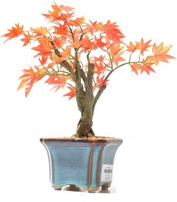 India Gardening Japanese Maple Tree Bonsai Plant