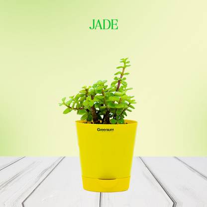 Greenium Jade Plant