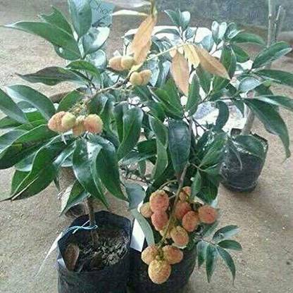 KrishnaNursery Litchi Plant