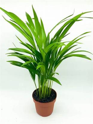 APOSOLUARD Areca Palm