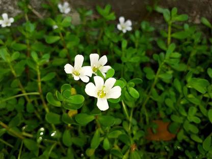 The Entacloo Bacopa Monnieri