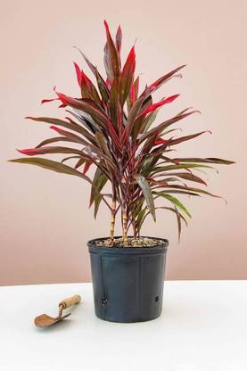 dracena Dracaena Plant