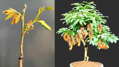 Cloud Farm Tamarind Plant