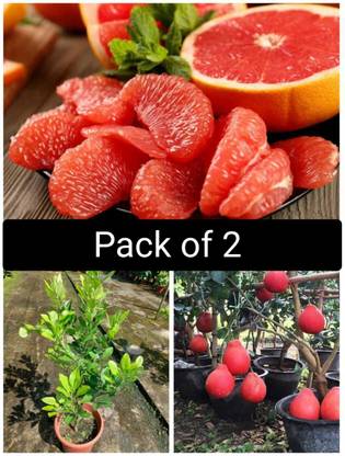 Cloud Farm Pomelo Plant