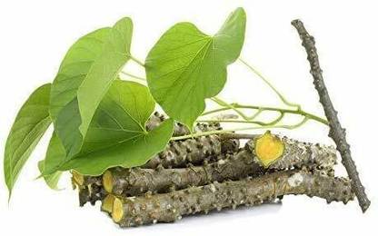 VibeX Neem Giloy-Heart-leaved moonseed-Guduchi Herb Fresh Cutting Seed