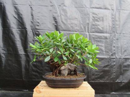 Cloud Farm Ficus Bonsai