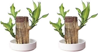 NONUs Dracaena Plant