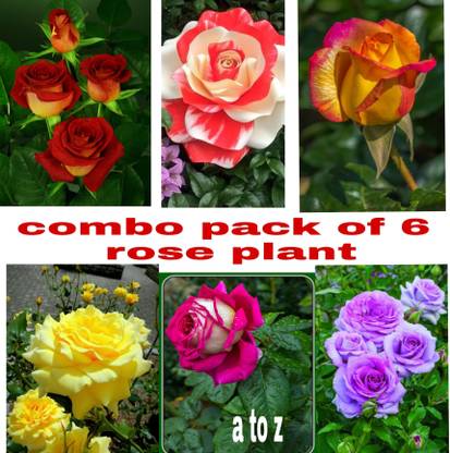 KrishnaNursery Rose Plant