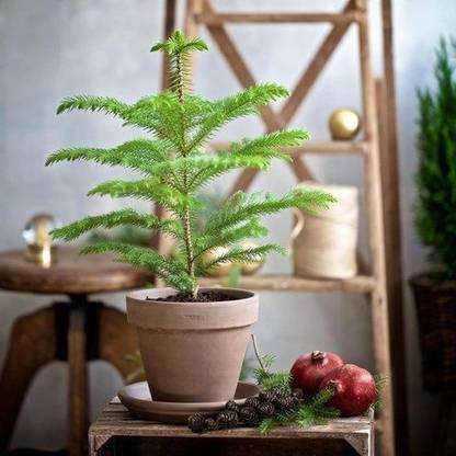 XMASTREE Christmas Tree Plant