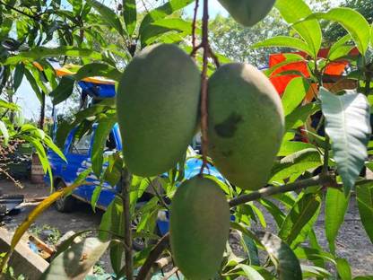 PETALFLEUR Mango Plant