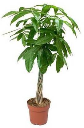 PACHIRAPLANT Pachira Money Tree