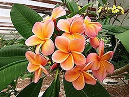 MHIMI Plumeria Plant