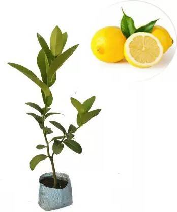 Cloud Farm Lemon Plant
