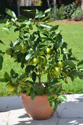 Nimbo Lemon Plant