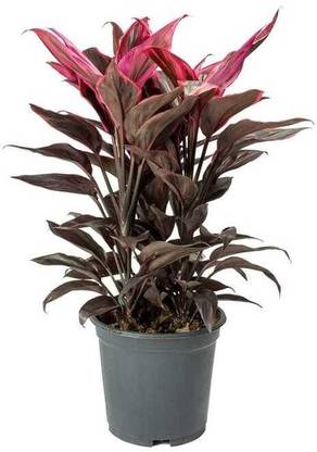 palm lily Cordyline Plant