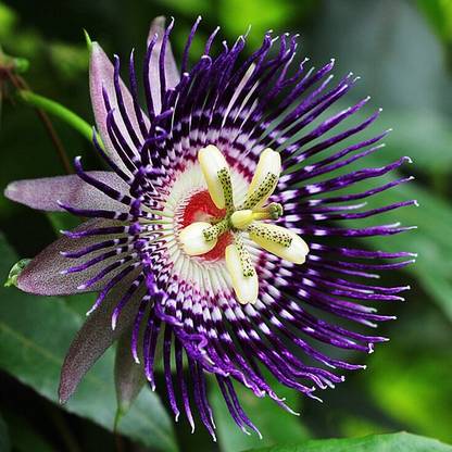 Greenery Nursery Passion Plant