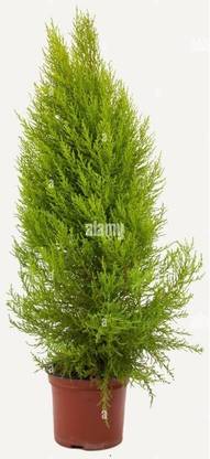 XMASTREE Christmas Tree Plant
