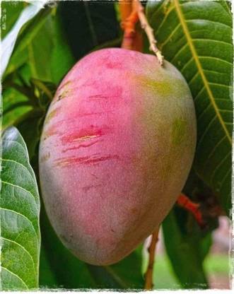Sensation mango Mango Plant