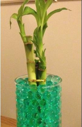ARYAN EVERGREEN Two Layer Bamboo Plant