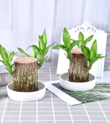 Khatu Mini Brazalian wood