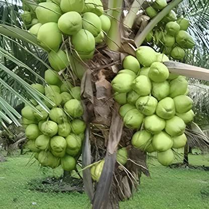 Green view Coconut Plant