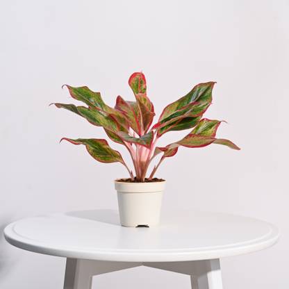 UGAOO Aglaonema Plant