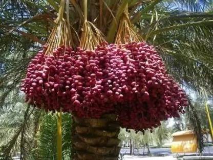 Khushi Prova ZZ Plant