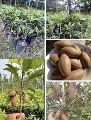 MyPlantsBazar Chiku Plant