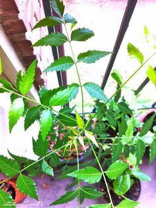 RANI BITHIKA NAURASARY Neem Plant
