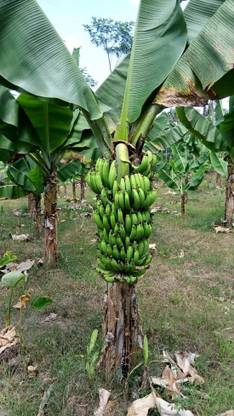 YourPlant Banana Plant
