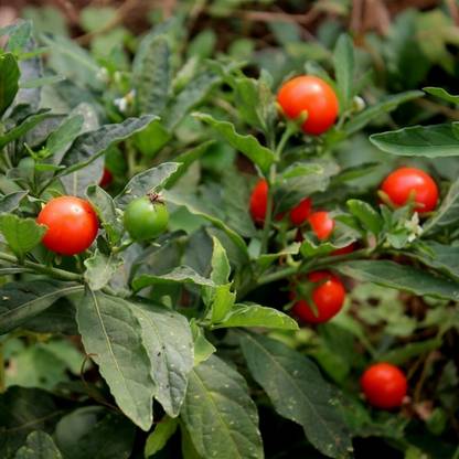 BDSresolve Ashwagandha Seeds For Farming Pack of 23 Seed