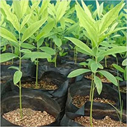 Cloud Farm Terminalia/Arjuna Plant
