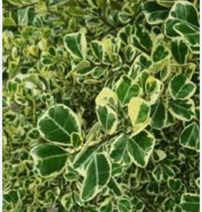 fycus triangylarisa Ajwine Plant