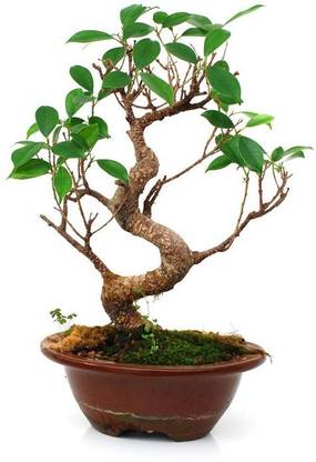 EVY Ficus Bonsai Plant
