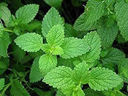 BALA PLANT CREATION Mint Plant
