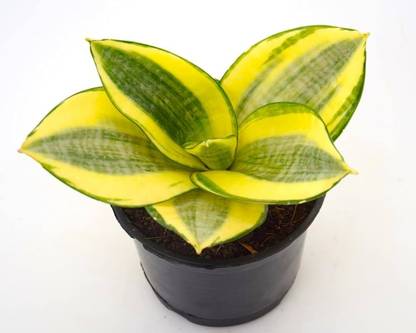 KPL SANSEVIERIA Sansevieria Gold Dust Plant