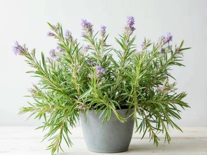 FloraFusion Rosemary Plant