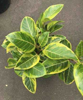 Ficus altissima Ficus Plant