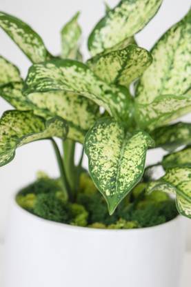 BULAPLANTHOUSE Money Plant
