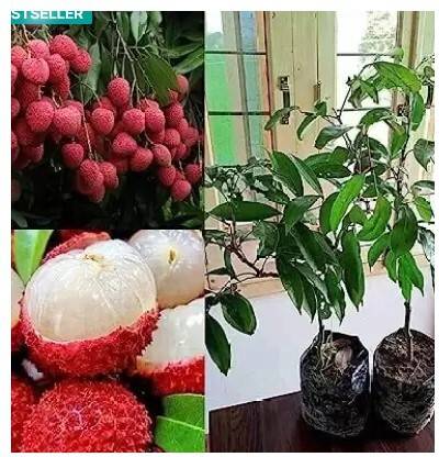 Treeicks Litchi Plant
